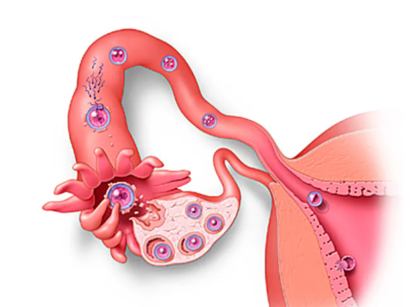 Fertilization and implantation