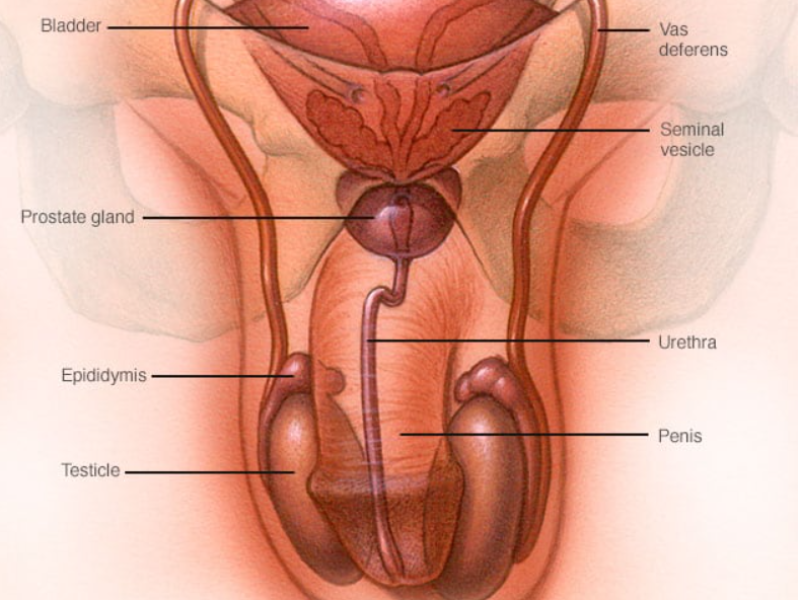 Male reproductive system