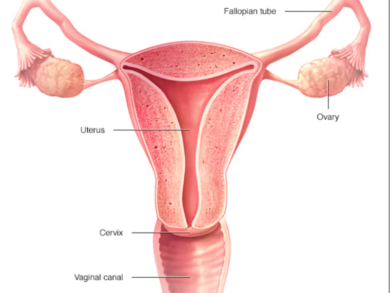 Female reproductive system